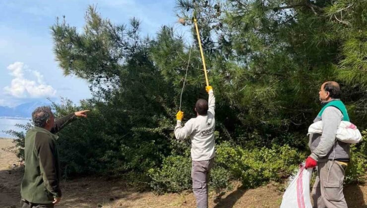 Marmaris’te çam kese böceğine karşı  ’mekanik ve biyolojik yöntemlerle mücadele’ sürüyor