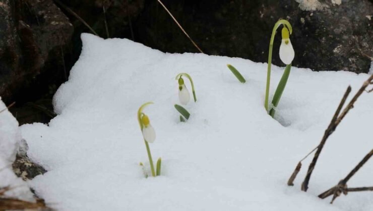 Mart karı kardelenleri yeniden beyaza bürüdü