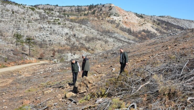 Mersin’de yangın sahalarında doğa yeniden canlanıyor