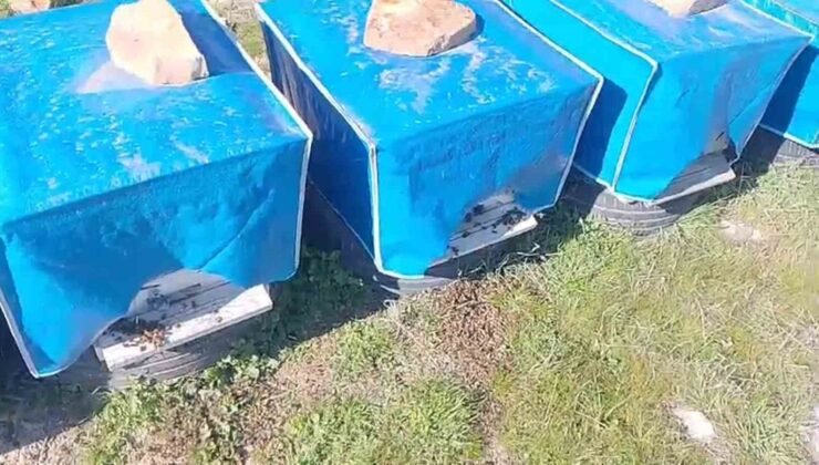Mersin’de zamansız zirai ilaçlama arıların ölümüne sebep oldu