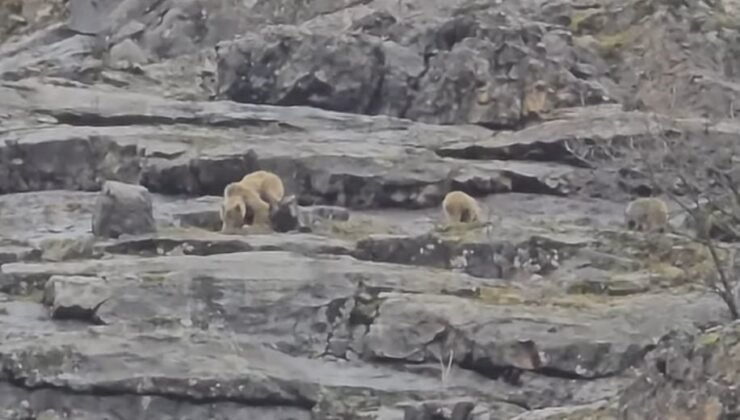 Munzur Vadisi’nde anne ayı ve yavruları görüntülendi