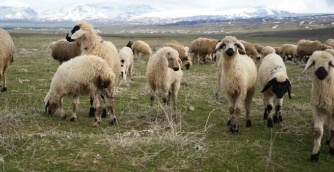 Muş Ovası kuzu sesleriyle şenlendi