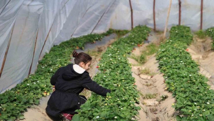 Narenciyeden umduğunu bulamayan üretici çileğe yöneldi