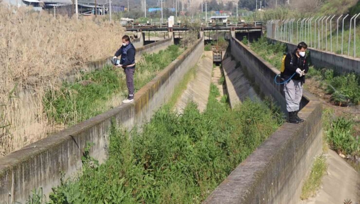 Nazilli Belediyesi sivrisinek ve haşereyle mücadeleye kesintisiz devam ediyor