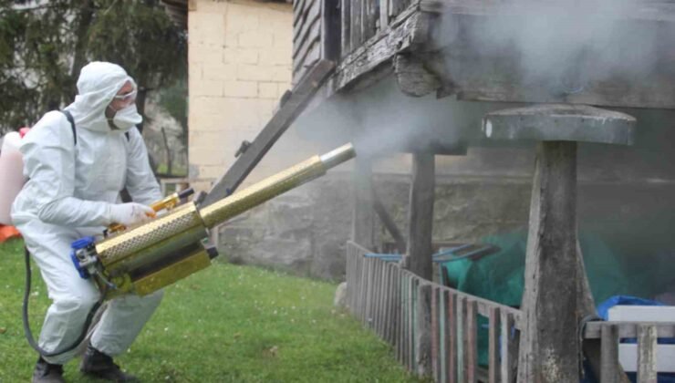 Ordu’da kahverengi kokarca ile kışlak mücadelesi: 330 bin noktadan 190 bini ilaçlandı