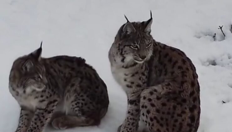 “Ormanın hayaleti” vaşak ailesi Refahiye’de havadan görüntülendi