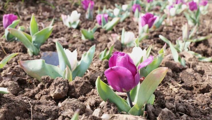 Osmangazi’nin her bir noktası çiçek açtı