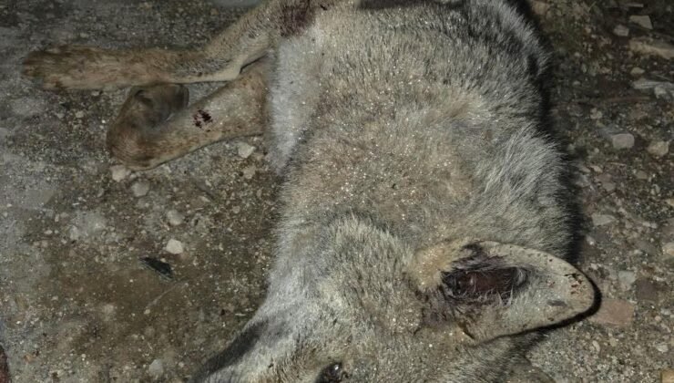 Otomobilin çarptığı kurt telef oldu