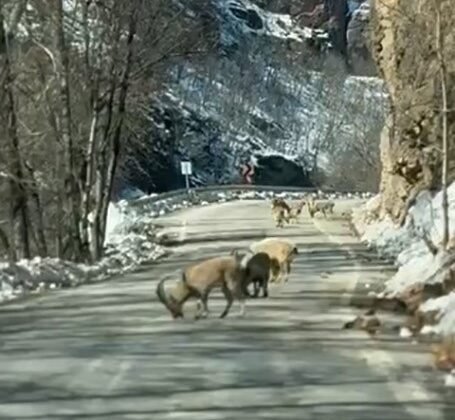 Ovacık yolunda dağ keçisi sürüsü yolu kapladı