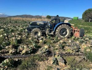 Pazarda 70 lira ama yüzbinlercesi tarlada çürüdü: Üreticiler Tarım Kredi’ye çağrı yaptı