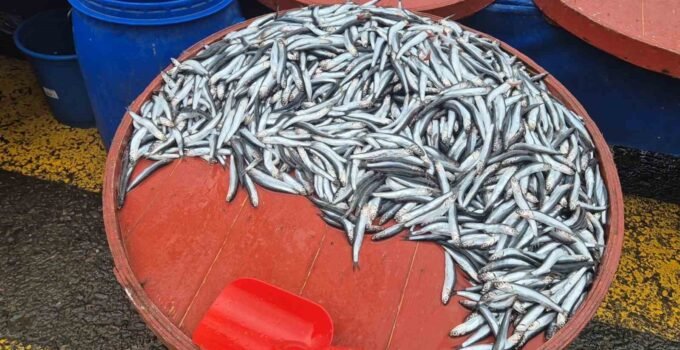 Pazarda hamsinin kilosu 200 liraya çıktı