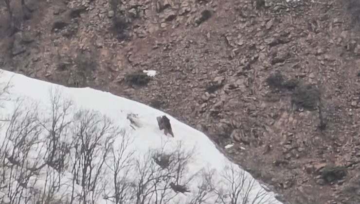 Pülümür Vadisi’nde oyun oynayan ayılar görüntülendi