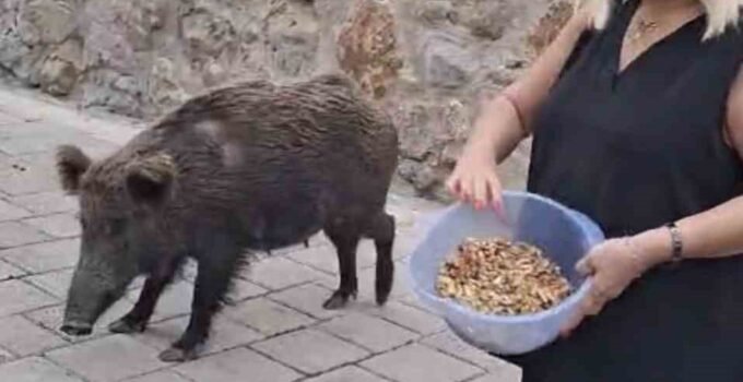 Safiye Soyman kapısına gelen domuzu elleriyle besledi