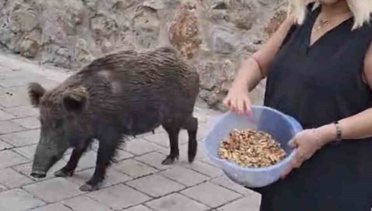 Safiye Soyman kapısına gelen domuzu elleriyle besledi