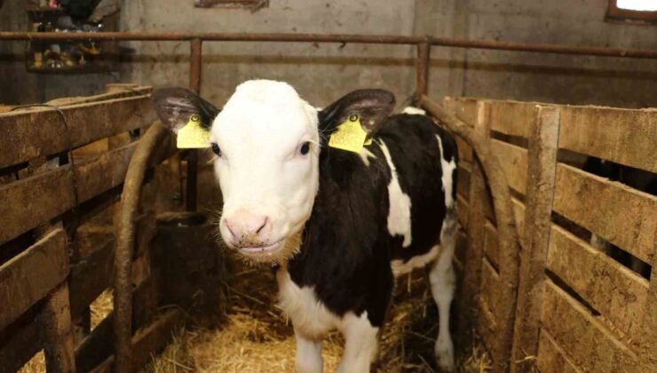 Samsun’da ari işletme sayısı artıyor