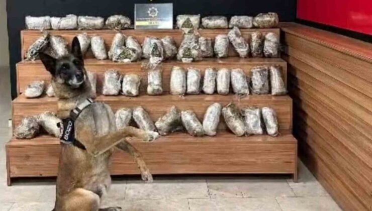 Şanlıurfa’da 17 kilo 550 gram skunk ele geçirildi