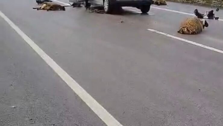 Şanlıurfa’da araç koyun sürüsüne çarptı: 10 koyun telef oldu