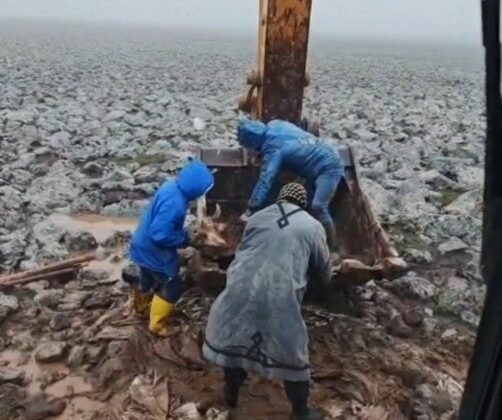 Şanlıurfa’da çamura saplanan inek kepçe yardımıyla kurtarıldı