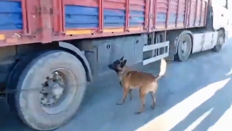 Şanlıurfa’da narkotik köpeği milyonluk uyuşturucu sevkiyatına geçit vermedi