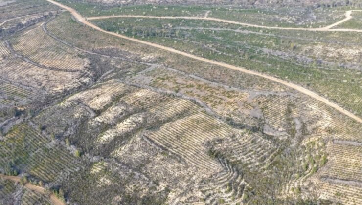 Sarıçam’da 1 milyon 200 bin fidan toprakla buluşturuldu