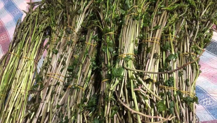 Sarıgöl’de yaban otları paraya dönüştü