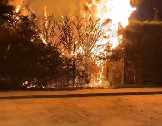 Sebepsiz yere ateşe verilen ağaç itfaiyeyi harekete geçirdi