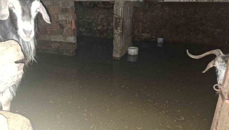 Sel ahırı bastı, 12 keçi ekipler tarafından kurtarıldı