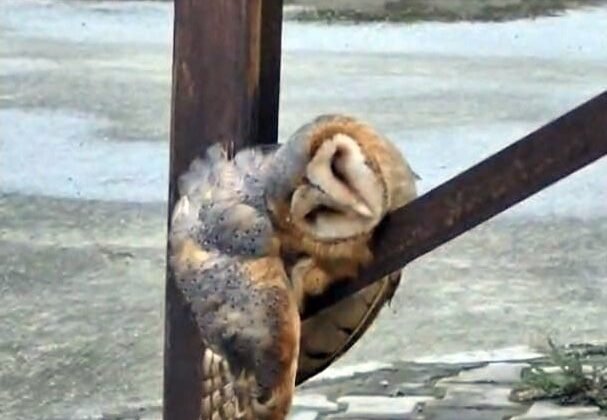 Sevimli Baykuş sokak direğinde uyuya kaldı