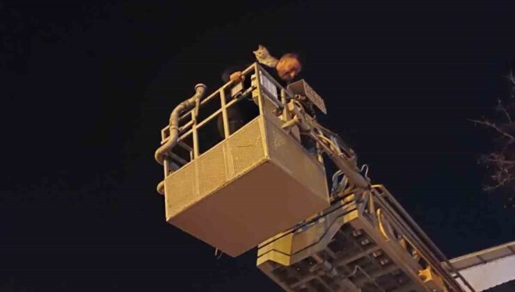Siirt’te ağaçta mahsur kalan kedi itfaiye ekiplerince kurtarıldı