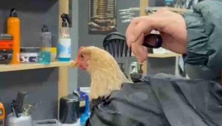 Siirt’te bir kuaför sosyal medya akımına katılmak için tavuk tıraş edip bayrama hazırladı