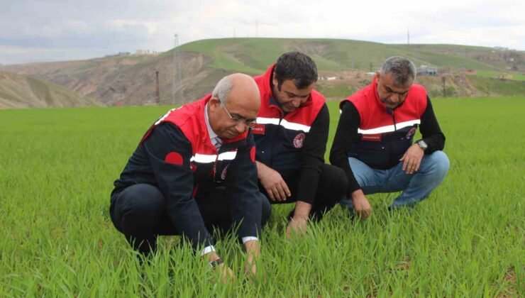 Siirt’te yağışlar yüzde 150 arttı, tarımsal hasıla beklentisi yükseldi