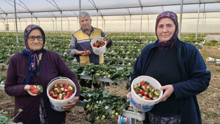 Silifke’de örtü altı çilekte bahar hasadı: Kilosu 140 ile 160 TL arasında