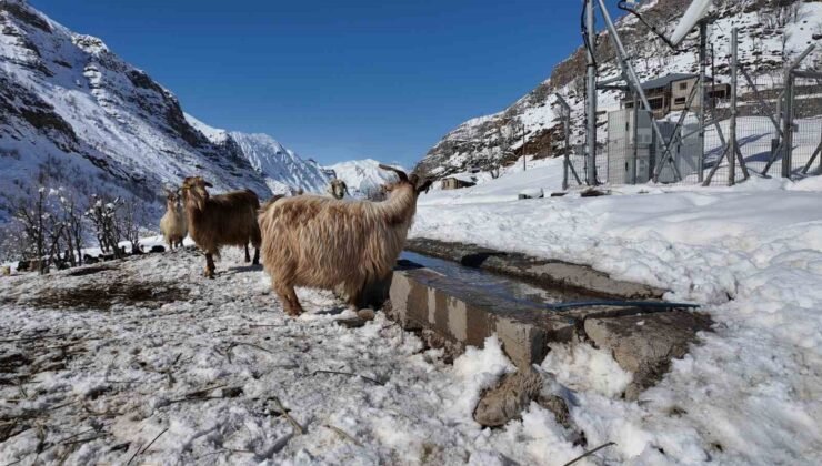 Şırnak’ta keçi besiciliği gittikçe yok oluyor