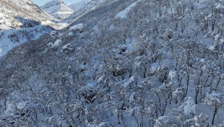 Şırnak’ta ormanlık alan beyaza büründü