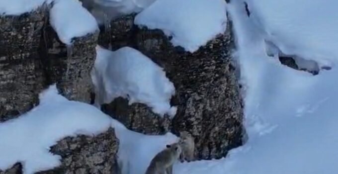 Şırnak’ta tilkiler kar üstünde yiyecek ararken görüntülendi