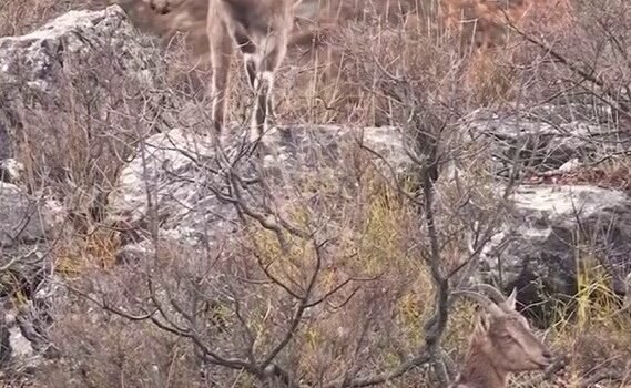 Sivas’taki vahşi yaşam, Milli Parklar kamerasına yansıdı
