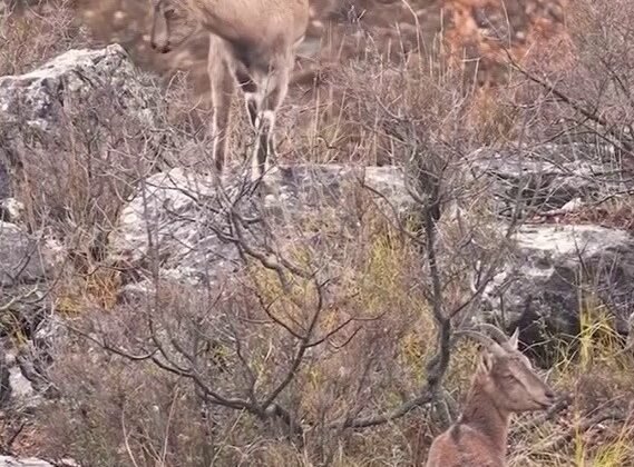 Sivas’taki vahşi yaşam, Milli Parklar kamerasına yansıdı