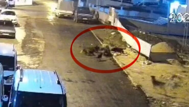 Sokak köpeklerinin dehşeti kamerada: Teravih dönüşü yaşlı kadına saldırdılar