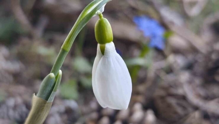 Spil’de kardelenler ikinci kez açtı