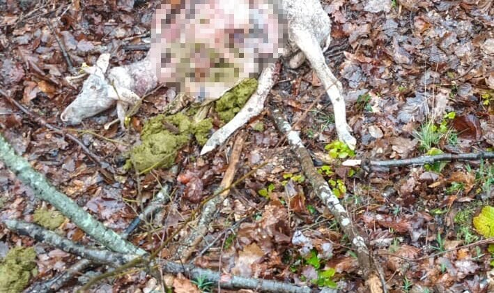 Sürüye kurt saldırdı: 18 koç ve 5 teke telef oldu