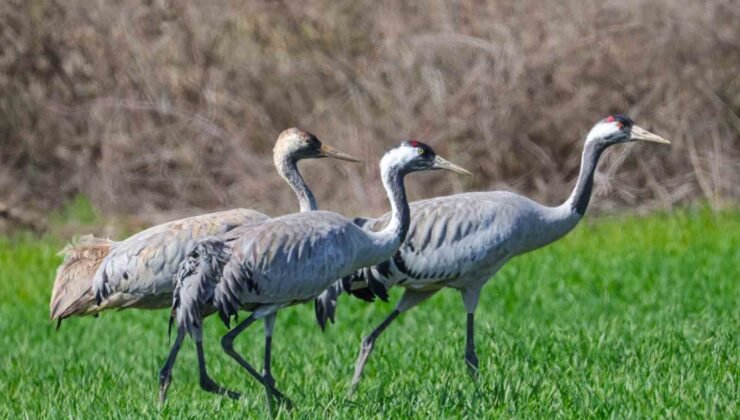 Türkülere konu olan turnalar objektiflere takıldı