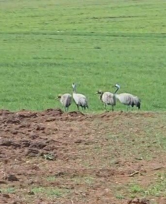 Türkülere konu olan turnalar Tunceli’de görüntülendi