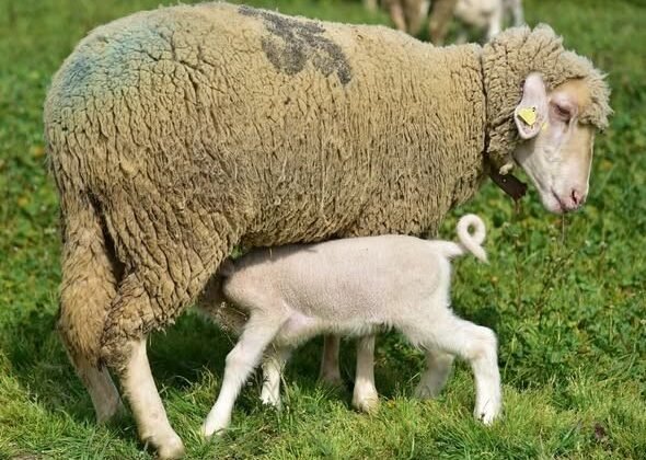 Üniversitenin yavru kuzuları anaları ile buluştu