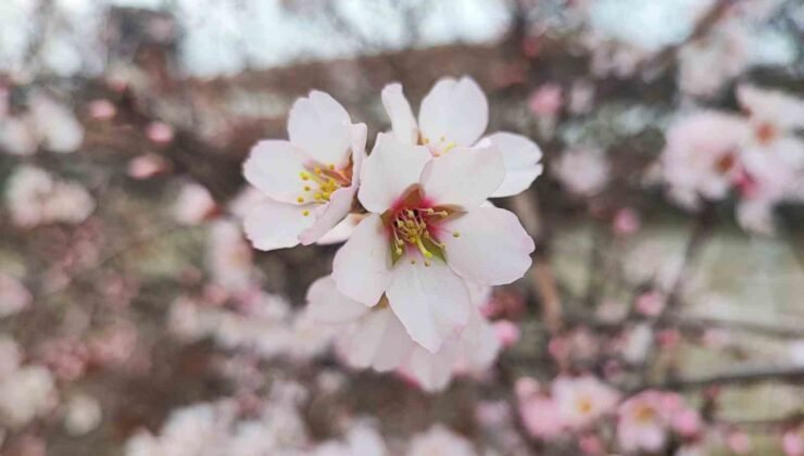 Yozgat’ta mart ayında bahar tablosu