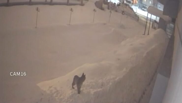 Yüksekova şehir merkezinde vaşak görüntülendi