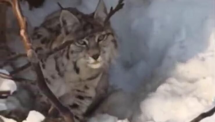 Yüksekova’da yerleşim alanına inen vaşak görüntülendi