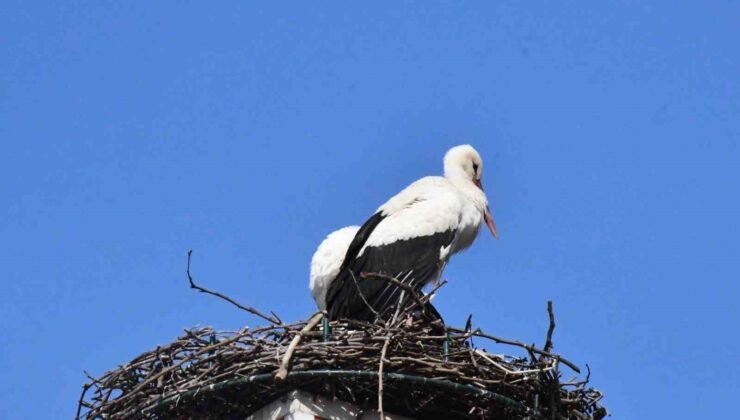 Yuva yapacak alan bulamayan leylekler yeniden İznik’te