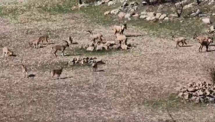 Zarar vermenin cezası 940 bin lira: Diyarbakır’da sürü halinde görüntülendi