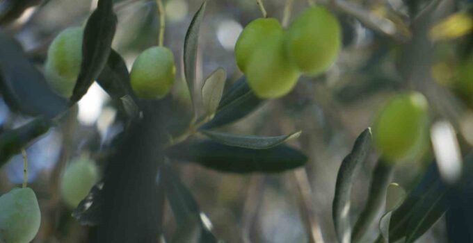 Zeytin halkalı leke hastalığına karşı üreticilere uyarı