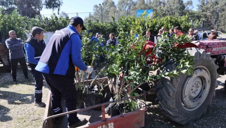 Zirai dondan zarar gören üreticilere fidan desteği